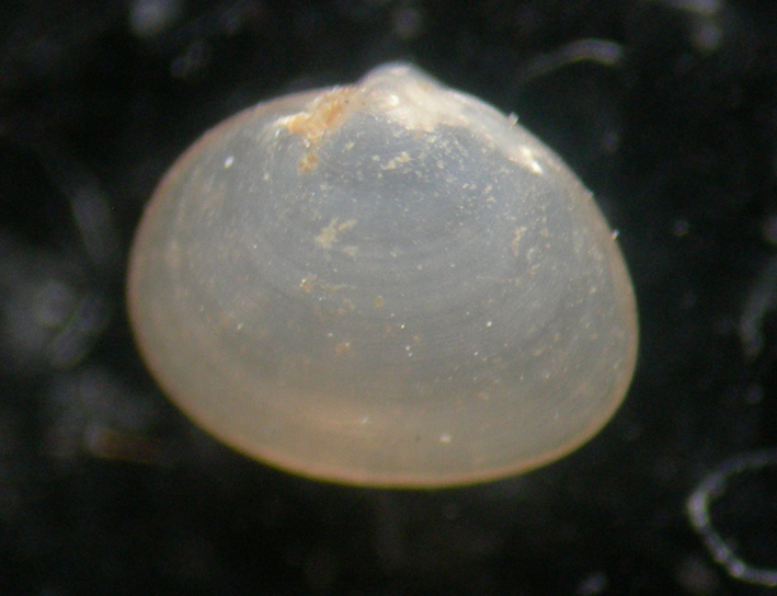 bivalve??